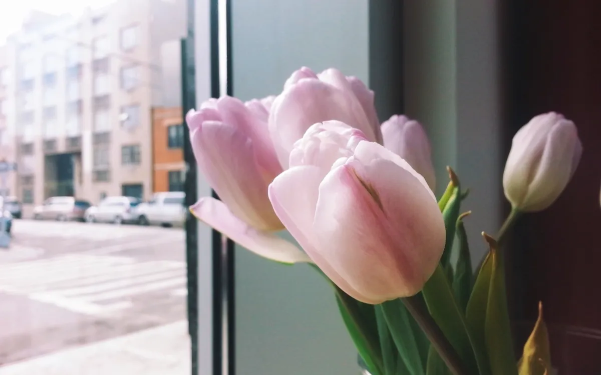 Pink tulips in a vase by a window