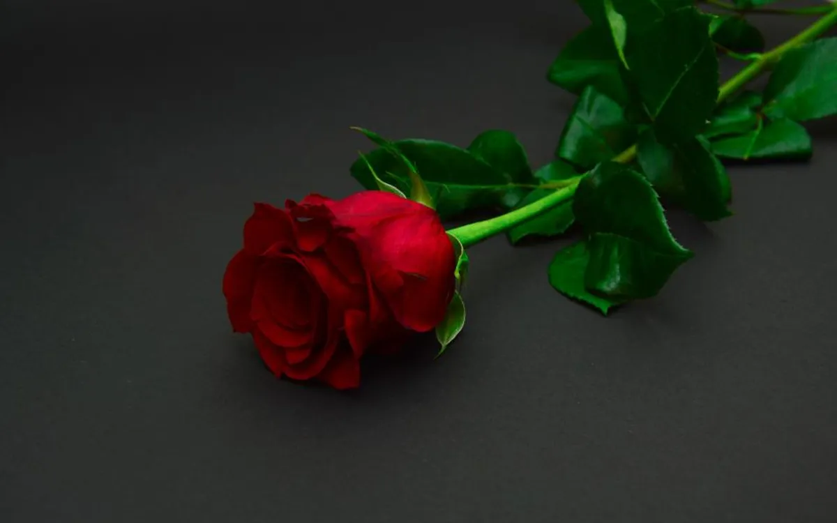 A single red rose on a dark background